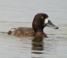 Greater Scaup female